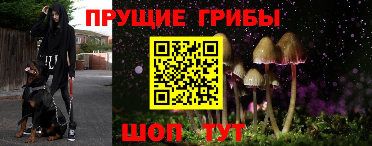 Галлюциногенные грибы Psilocybine cubensis Химки